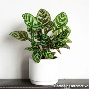 A Calathea Plants Indoor with green and white striped leaves in a small pot.