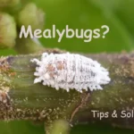 iny white insects clustered on green leaves, known as mealybugs