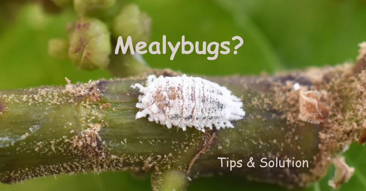 iny white insects clustered on green leaves, known as mealybugs