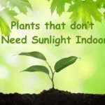 Plants that don’t Need Sun