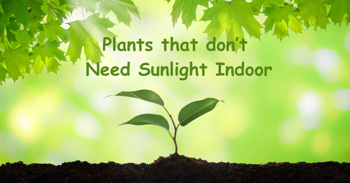 Plants that don’t Need Sun