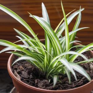 Spider Plant Safety for cat