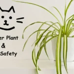 Image of a cat on a spider plant, with a sign emphasizing spider plant and cat safety