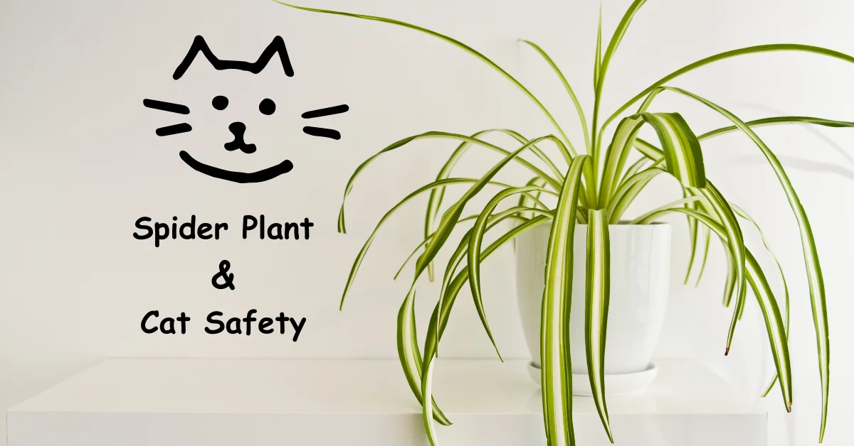 Image of a cat on a spider plant, with a sign emphasizing spider plant and cat safety