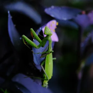 Purple heart plant