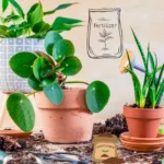 Houseplant fertilizer: Promoting growth of indoor plants