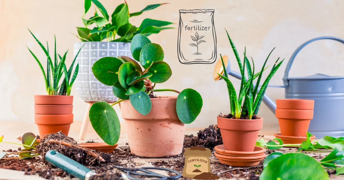 Houseplant fertilizer: Promoting growth of indoor plants