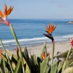 Colorful bird of paradise flowers gathered together in a garden.