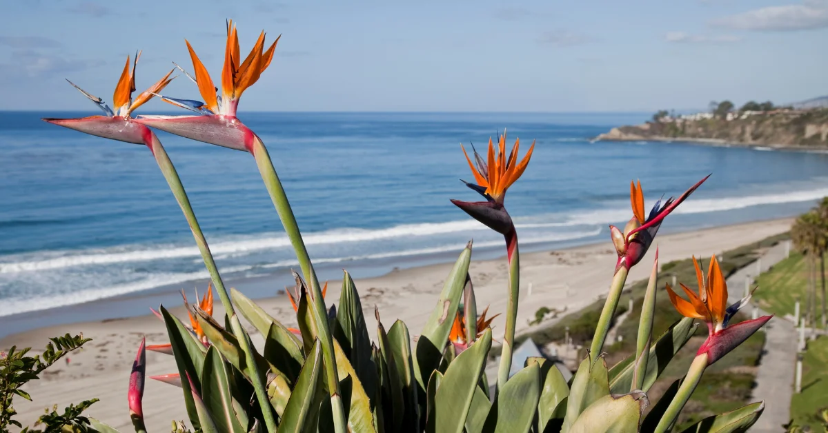 Colorful bird of paradise flowers gathered together in a garden.