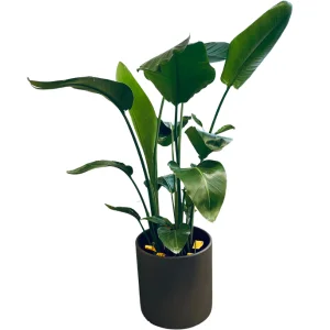 A bird of paradise potted plant with lush green leaves