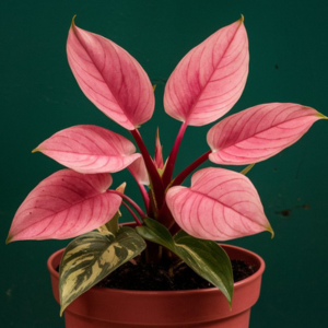 A pink princess plant with vibrant green leaves in a pot, adding a touch of elegance to any space