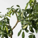 A dwarf umbrella plant with green leaves