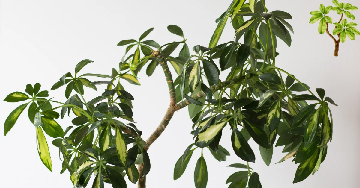 A dwarf umbrella plant with green leaves