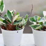 Detailed photo of a hoya plant with glossy green leaves and clusters of pink star-shaped flowers, creating a beautiful contrast.