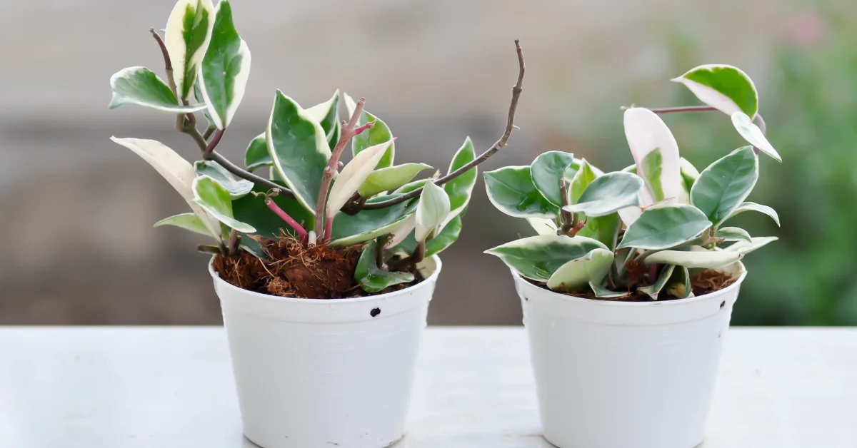 Detailed photo of a hoya plant with glossy green leaves and clusters of pink star-shaped flowers, creating a beautiful contrast.