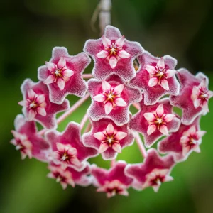 Beautiful hoya plant with glossy leaves and pink star-shaped flowers.