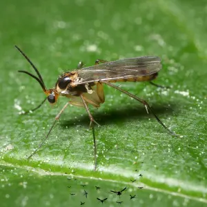 A black and white mosquito with long legs, resembling a fungus gnat.