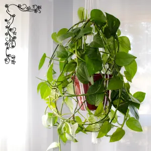 A lush ivy plant with vibrant green leaves and twisting vines against a neutral background.