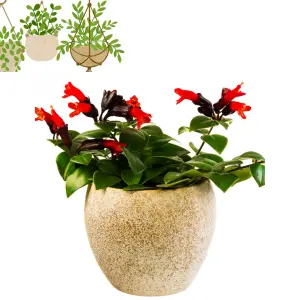  A vibrant red lipstick plant with glossy leaves and small red flowers