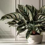 An elegant calathea plant showcased in a white pot on a table.