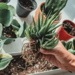 Repotting indoor plants with soil mix