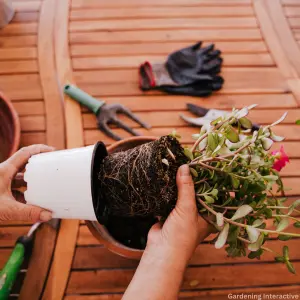 repotting plants in a tob