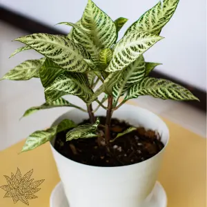 A zebra plant planted on a white pot with green leaves