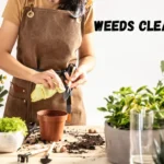 Pot cleaning and weed removing from plants